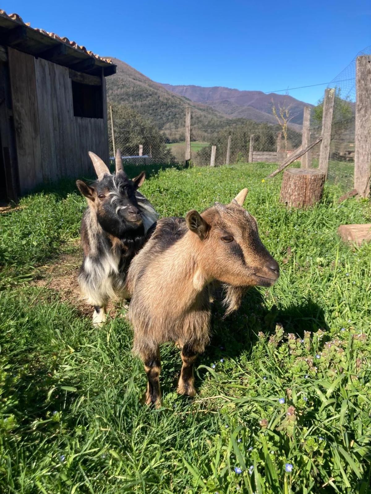 La Pinya 马斯加甘塔乡村旅馆旅馆 外观 照片